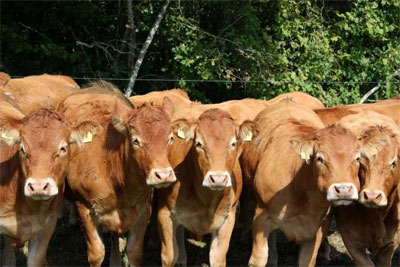 Gross agriculture output of Uzbekistan hit 14.17 trln. soums in Jan-Sep 2011
