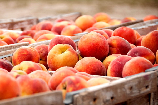 Uzbekistan exports 76,700 tons of peaches