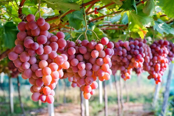 Wine tourism in Uzbekistan grows as a distinct sector