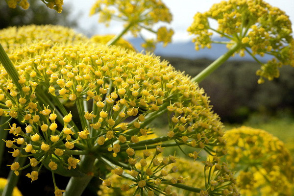 Prospects for the global ferula market, as well as the potential of Uzbekistan in this direction