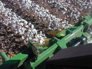 Uzbekistan harvests over 3.5m tonnes of raw cotton – President