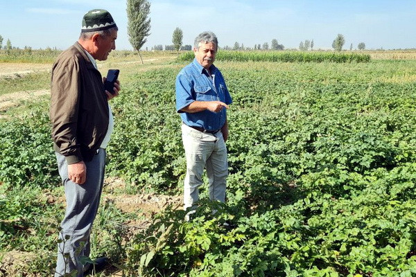 FAO international experts share experience in seed potato production with colleagues from Uzbekistan