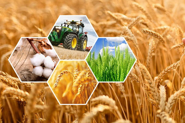 Work on reforming agriculture and introducing market mechanisms into the industry in 2022