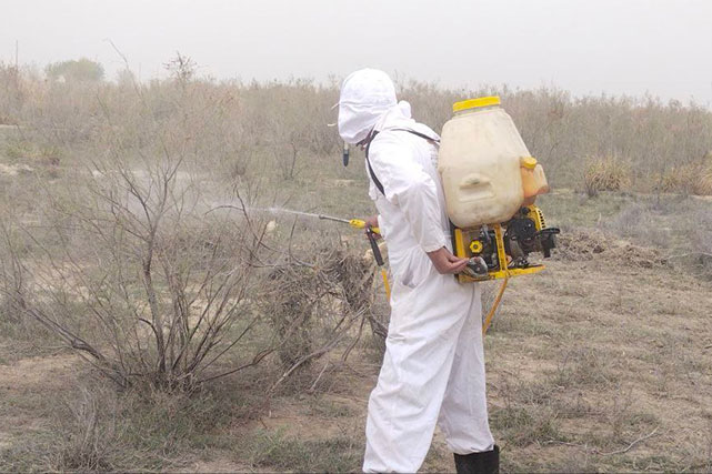Locust infestation detected in certain areas of Bukhara region