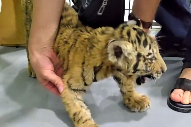 Rare animals seized from private individual transferred to Tashkent Zoo