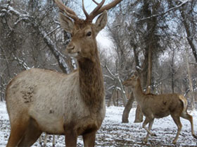 Fresh Efforts to Conserve Bukhara Deer and Other Endangered Species in Asia