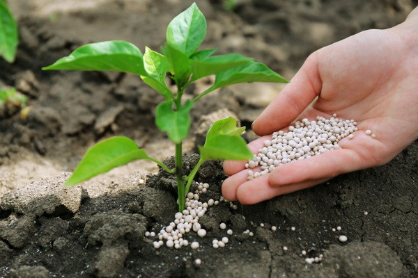 IPMI experts analyzed the level of fertilizer consumption in the world and in Uzbekistan