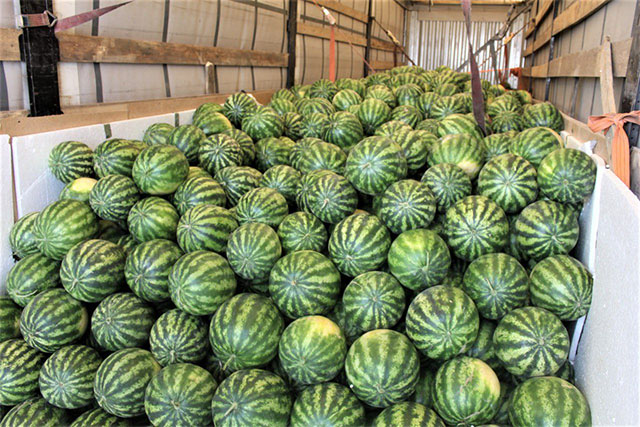 Ferghana Watermelons Reach Poland