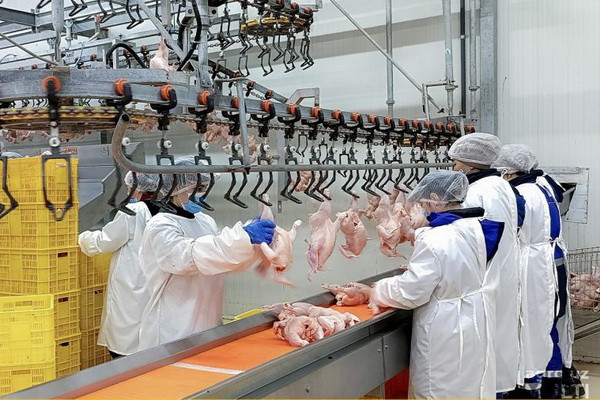 Members of the Hungarian delegation visits a poultry farm in Tashkent region