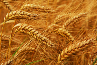 Uzbekistan’s agriculture output reach 14.168 trln. soums in Jan-Sep