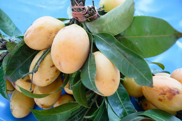 About 70 tons of mangoes were imported in 10 months