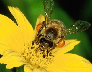 Tashkent hosts event to discuss beekeeping development