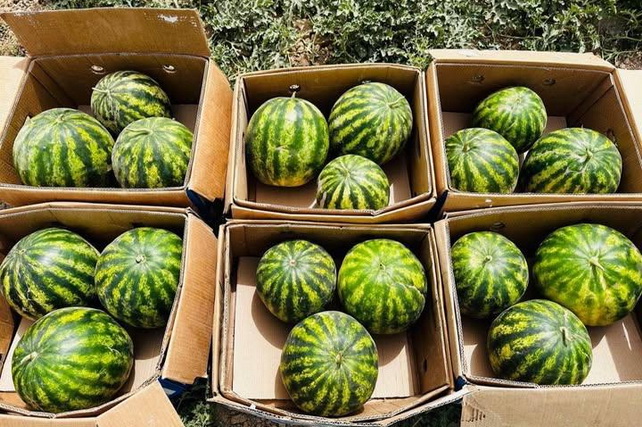 Qashqadaryoda tarvuz eksporti: 3 ming tonna mahsulot xorij bozorlariga yo‘l oldi