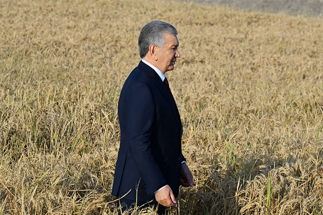 President of Uzbekistan Visits “TCT Rice” Rice Cluster in Tashkent Region