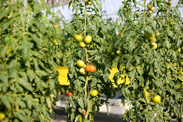 ADB supports horticulture sector in Uzbekistan