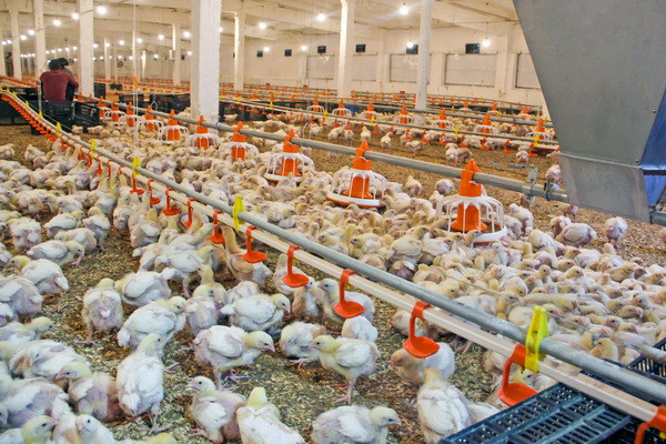 Tashkent hosts the International Forum of Poultry Farmers