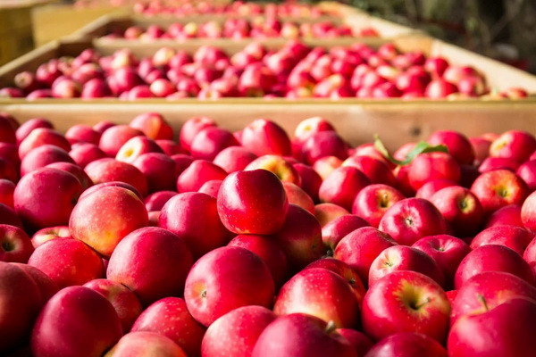 Uzbekistan exports apples worth 7.3 million US dollars
