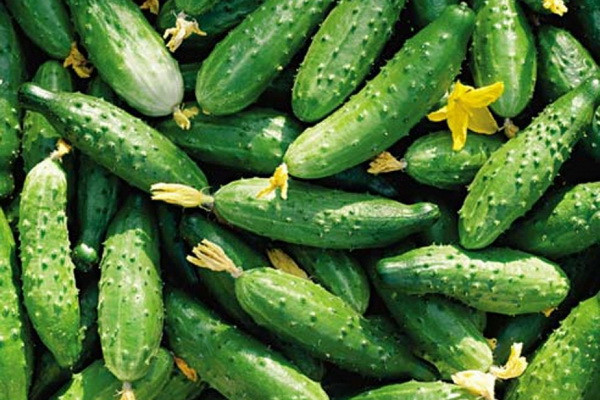 Uzbekistan exports cucumbers worth US$4.5 million