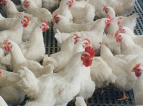 Over 40 poultry fabrics work in Uzbekistan