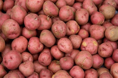 NUU receives US$2.8m to seed potato multiplication project