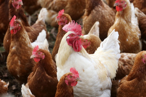 IPMI experts analyzed poultry development trends and industry performance in Uzbekistan