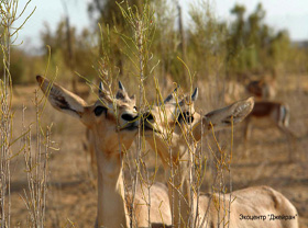Development of ecotourism discussed in Uzbekistan