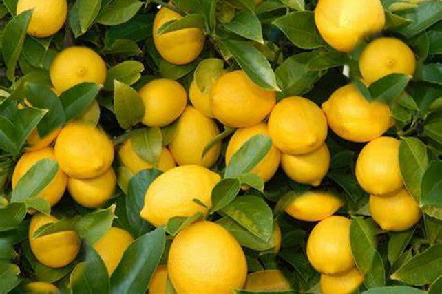 Limonchilik sohasi qo‘llab-quvvatlanadi